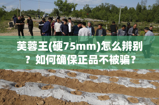 芙蓉王(硬75mm)怎么辨别？如何确保正品不被骗？